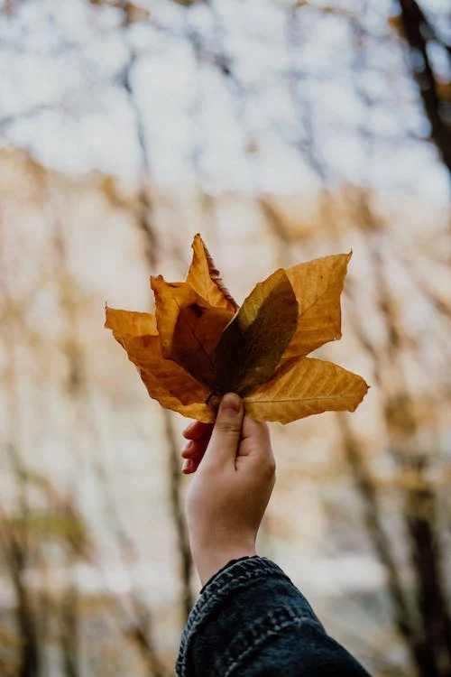 someone holding a leaf up toward the sky