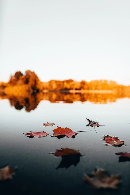 leaves resting on water
