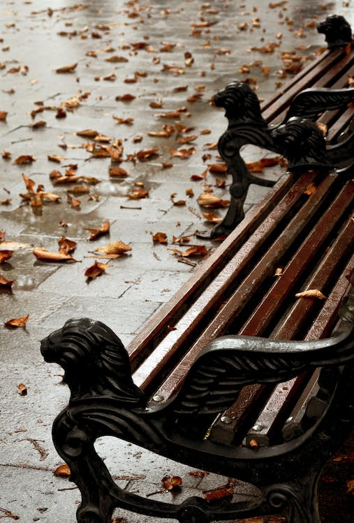 autumn leaves in the rain