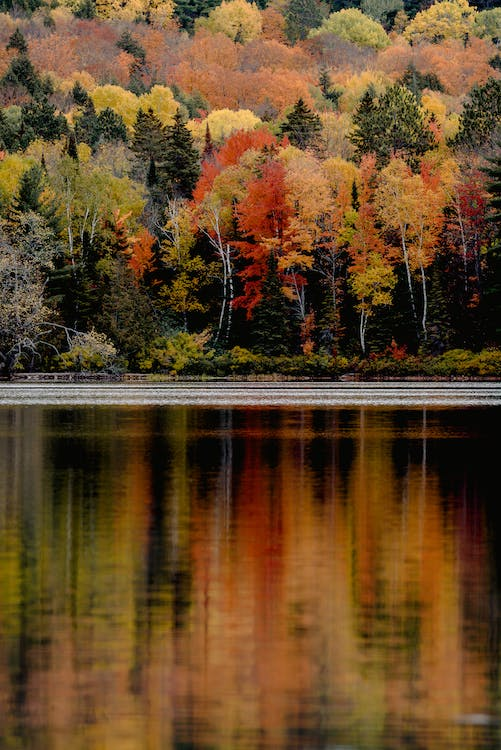 fall foliage