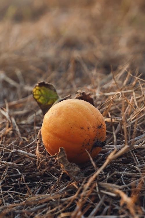 a pumpkin on the ground