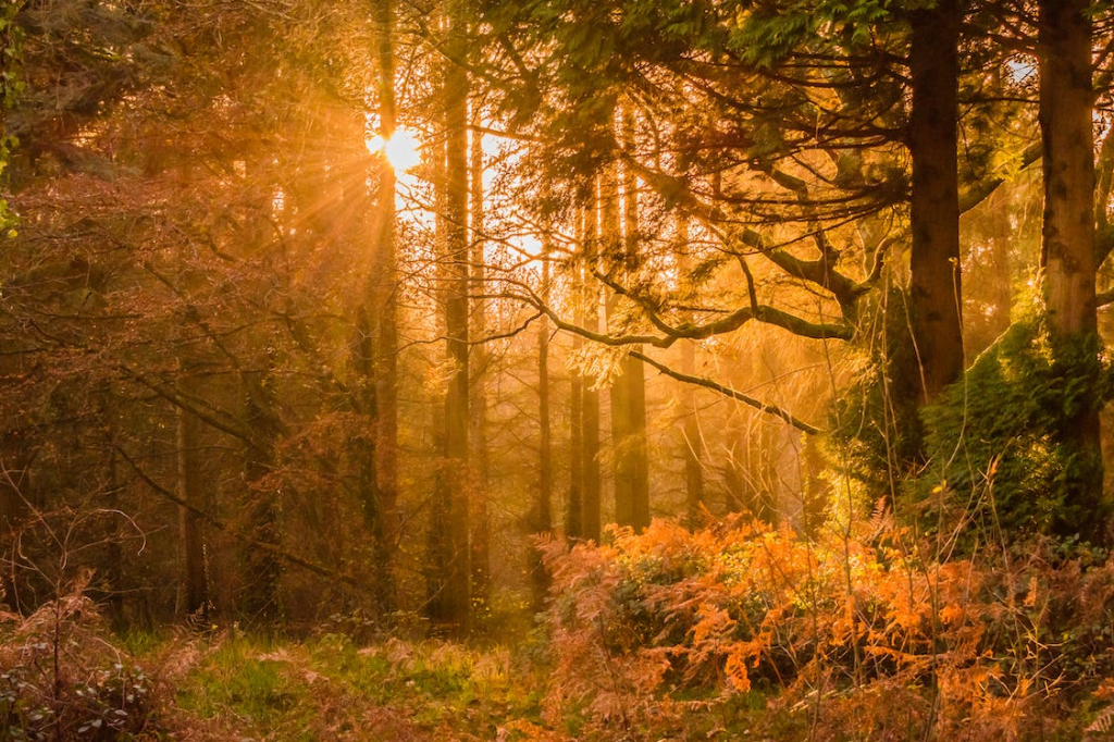 sun shining through autumn leaves