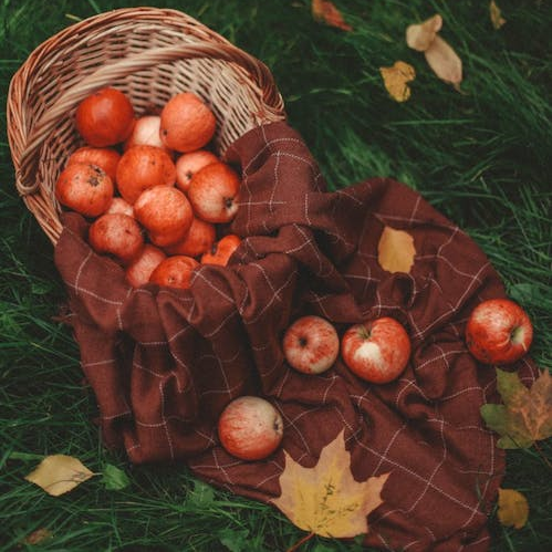 fall apples