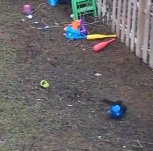 A squirrel playing in the backyard