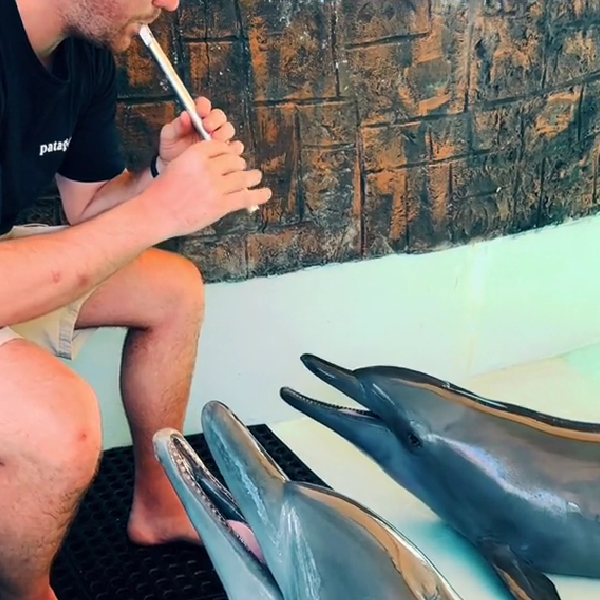 man plays the flute for 2 dolphins.