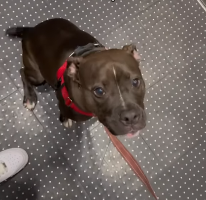Dog in an elevator