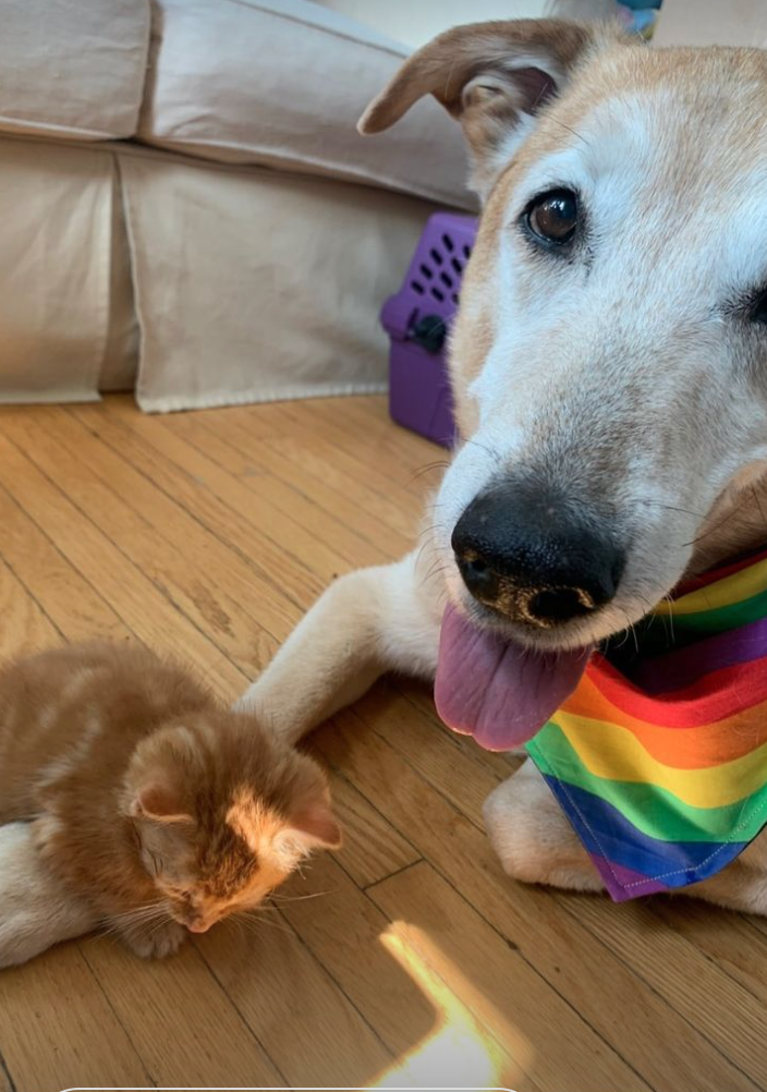 raylan the dog and kitten