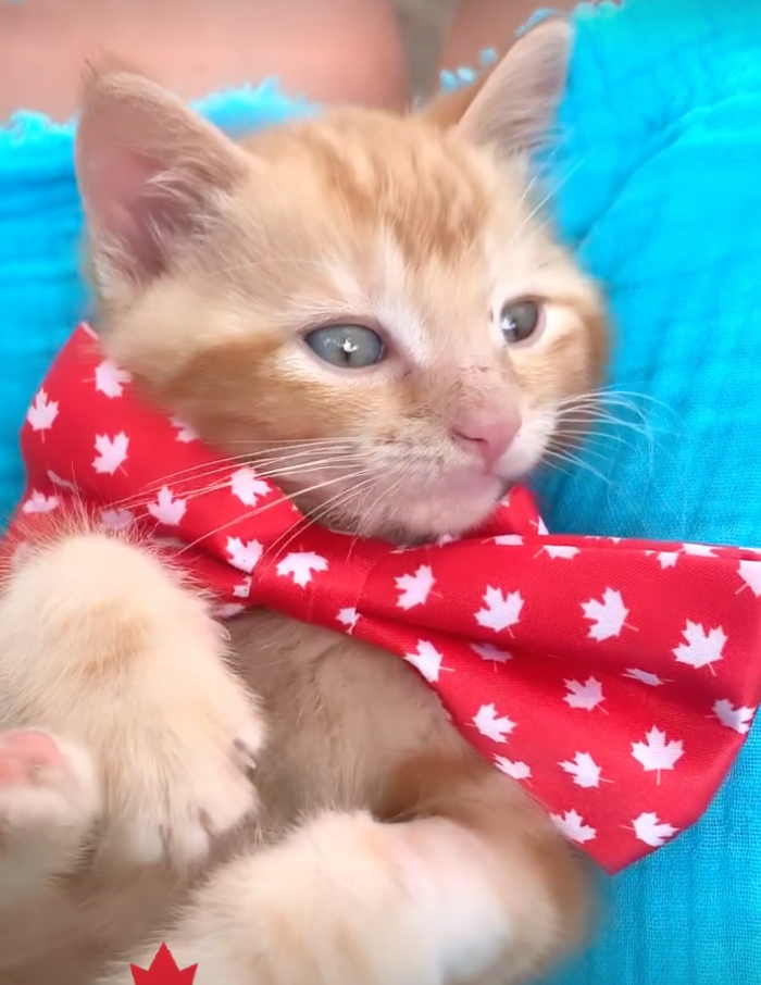 kitten with bow