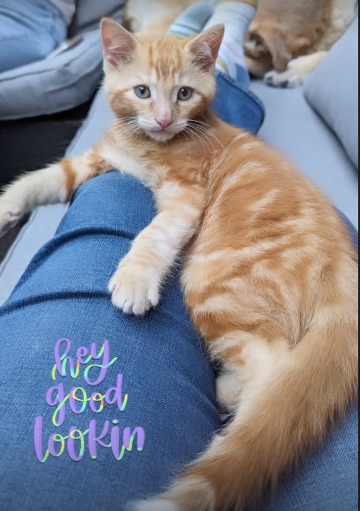 kitten grows up