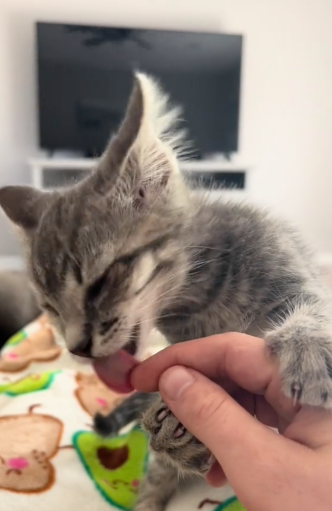 simba the kitten recovered