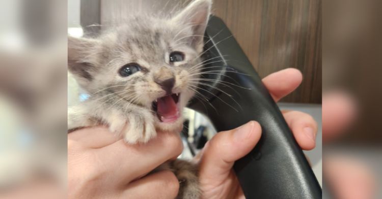 A tiny kitten answers the phone at work.