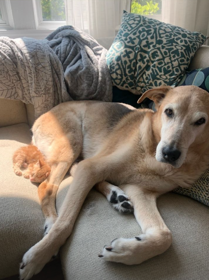 raylan the dog and kitten