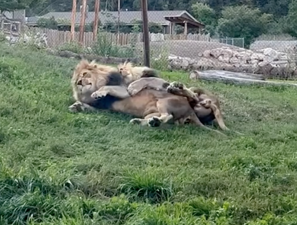lion brothers cuddle