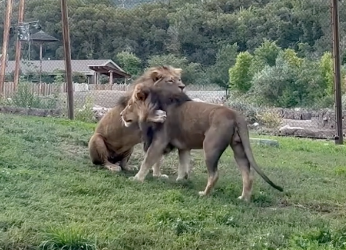lions hug at utah's hogle zoo