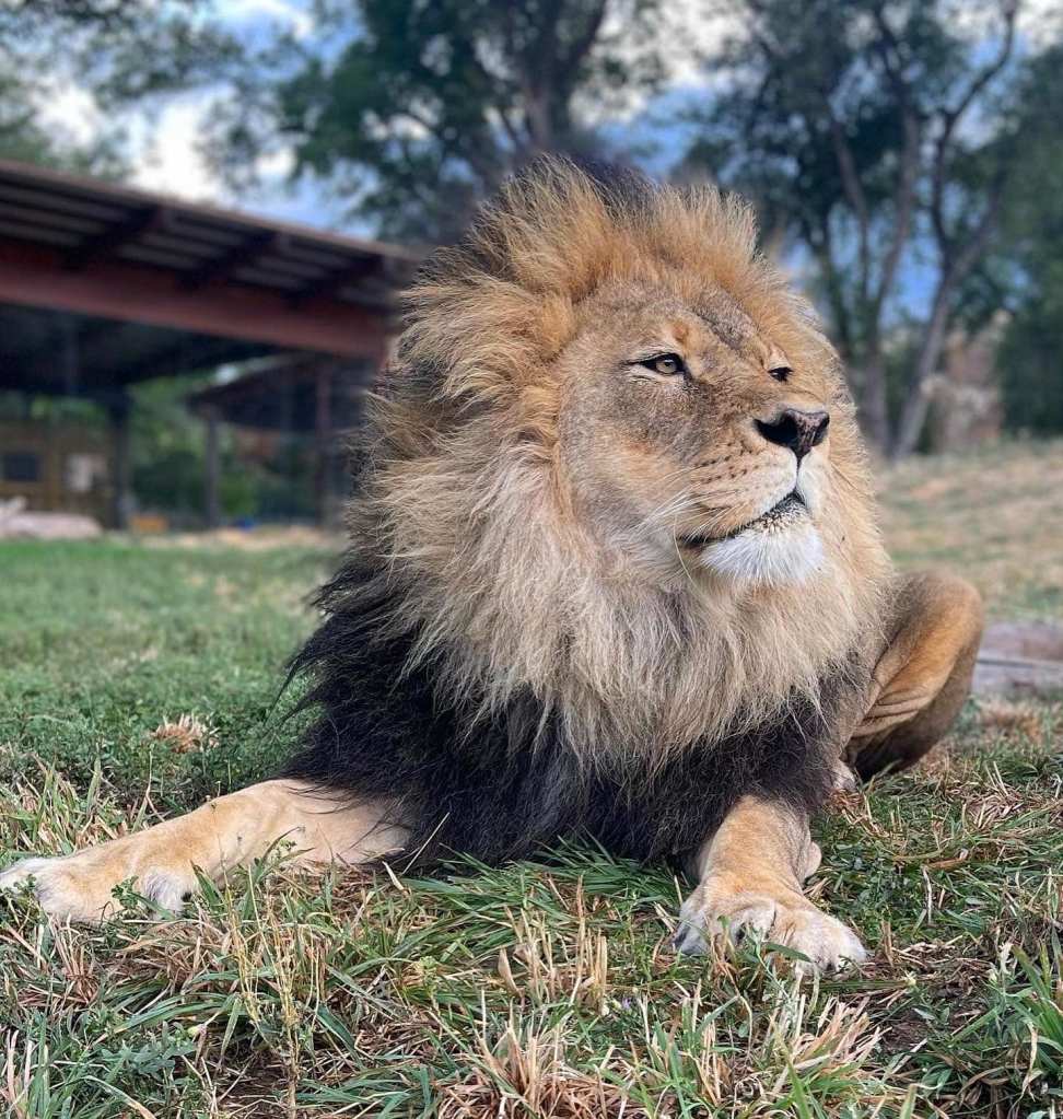 lion at hogle zoo