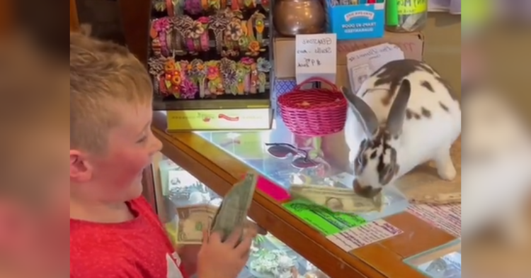 little boy gives cash to a rabbit