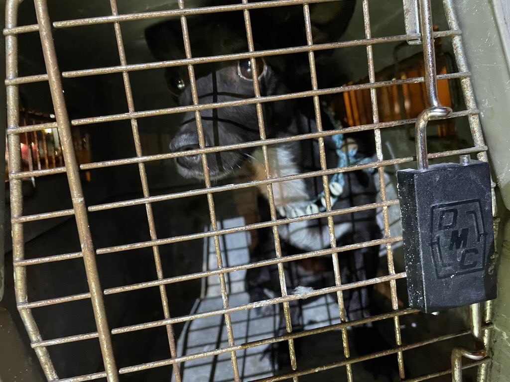 A dog lost in the airport has finally been located.