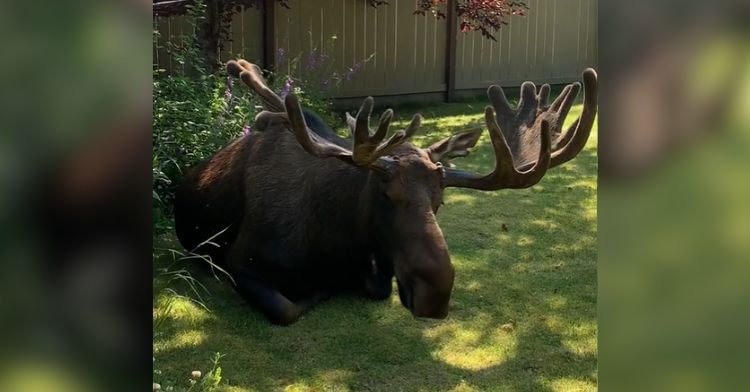 A photographer found a moose in their yard!
