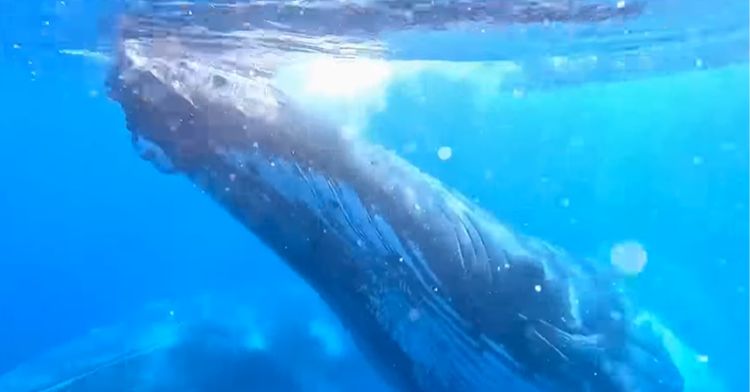 Tourists got a surprise appearance from a humpback whale.