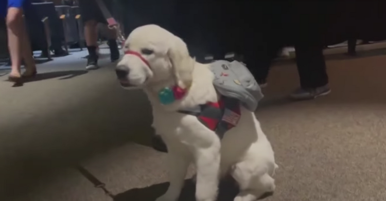 Comfort dog with backpack.