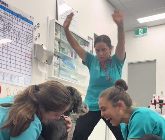 vet distraction dance