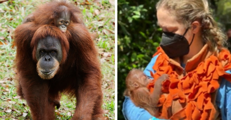 A two-photo collage. The first shows baby Nangka riding on his biological mom’s back. The second photo shows a woman wearing a face mask and a large, frilly, orange scarf holds baby Nangka in her arms - he appears to be asleep.