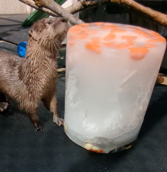 rescued otter enrichment