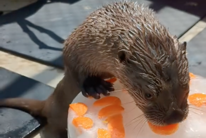 rescued otter at maryland zoo