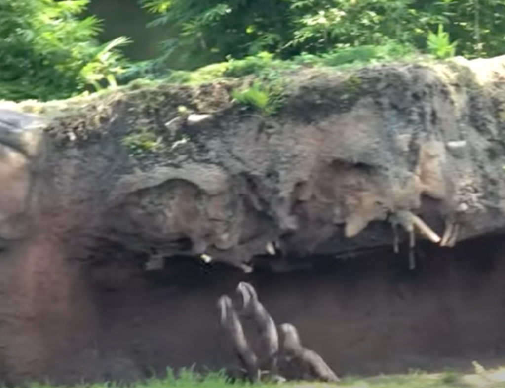 otters chase butterfly