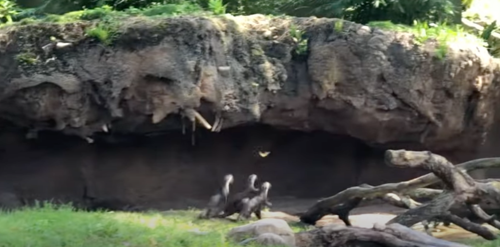 otters at disney's animal kingdom