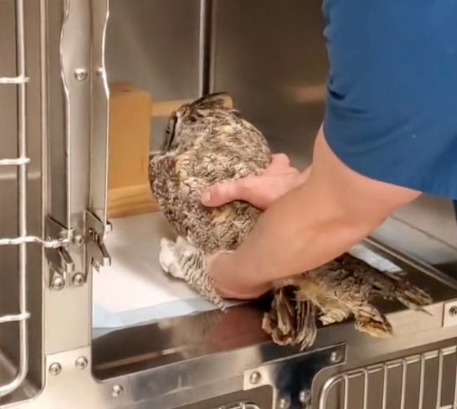 dr. shrader places owl down