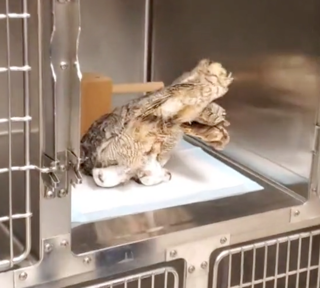 owl flop