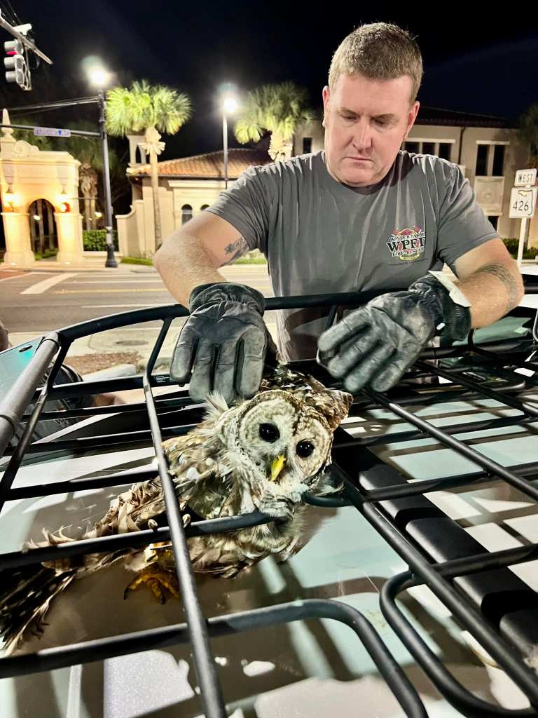 firefighter releases owl from car roof.