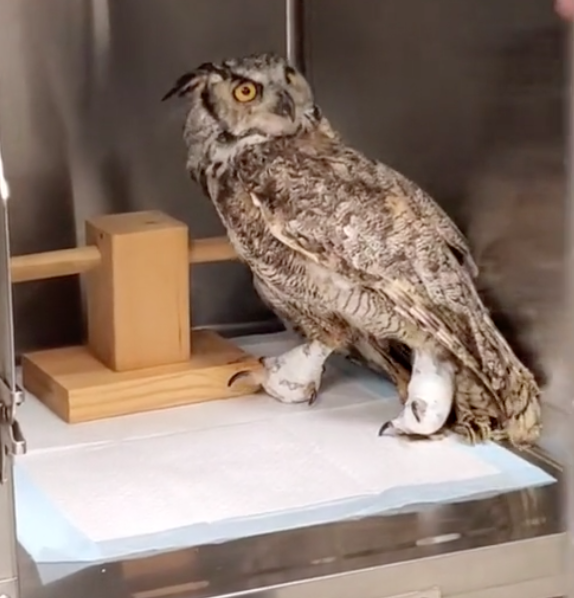 owl wakes up