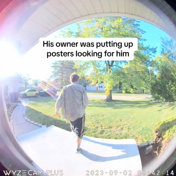 lost cat owner
