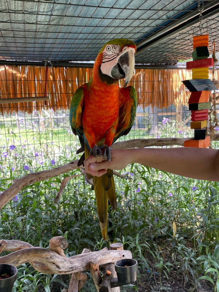 Zippy the Catalina Macaw