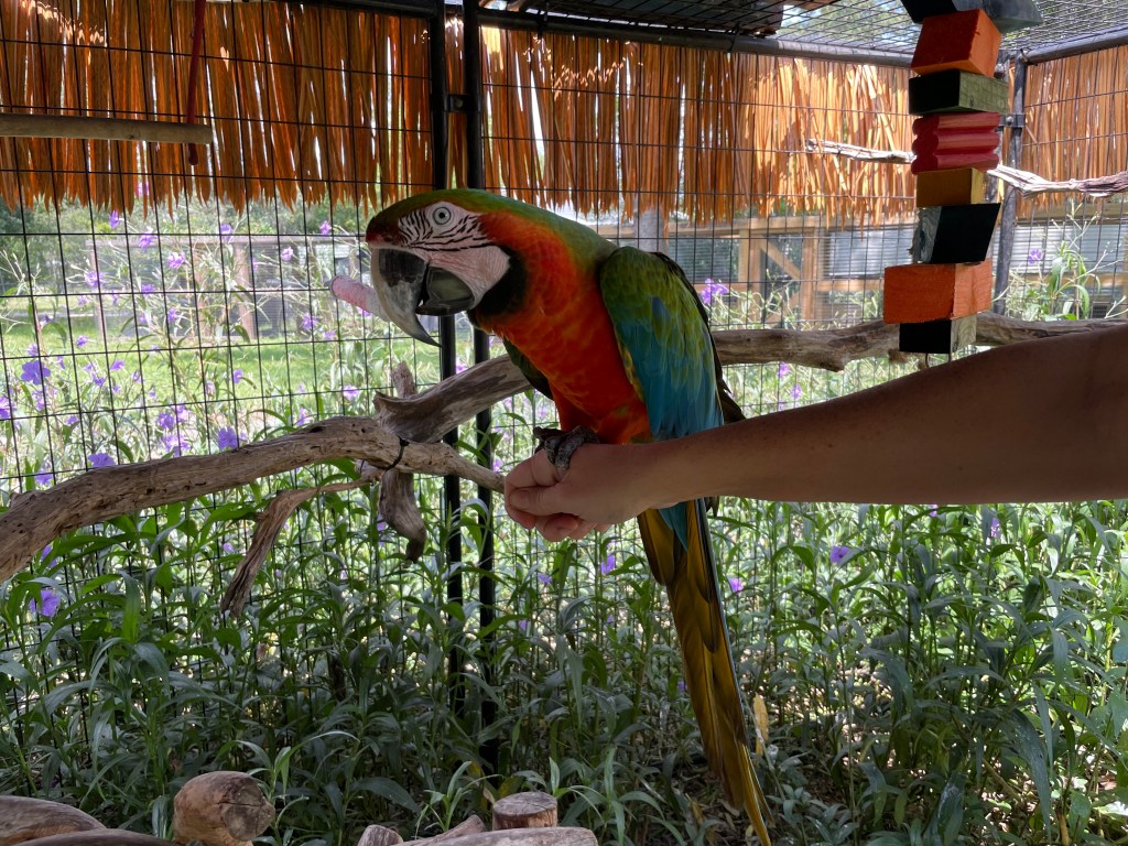 Zippy the parrot
