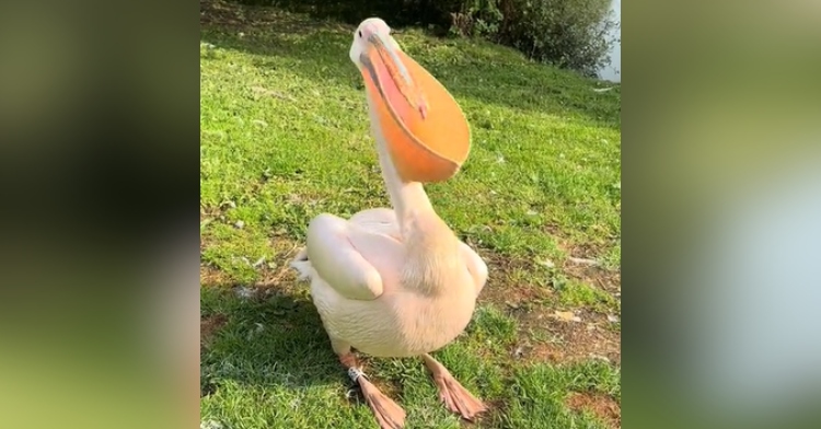 A pelican stretches their pouch as the stand on grass near water.