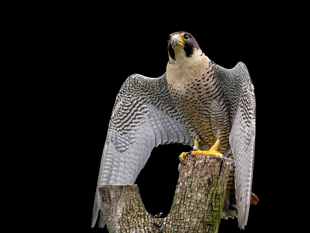 peregrine falcon on a branch