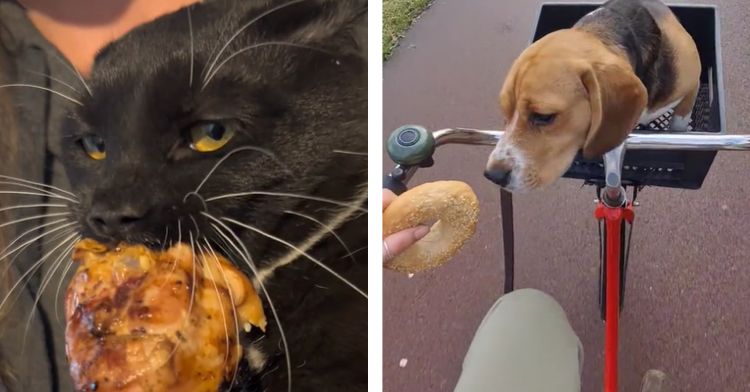 These pets found ingenious ways to steal snacks!