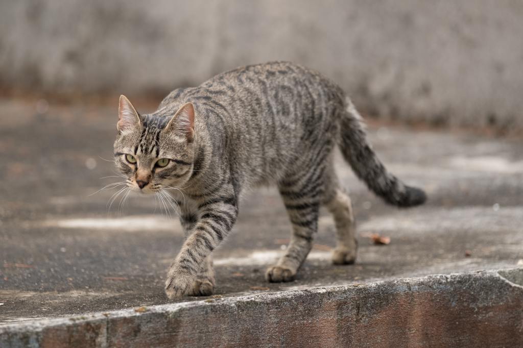 A multicolored cat walks outside on concrete as they look into the camera.