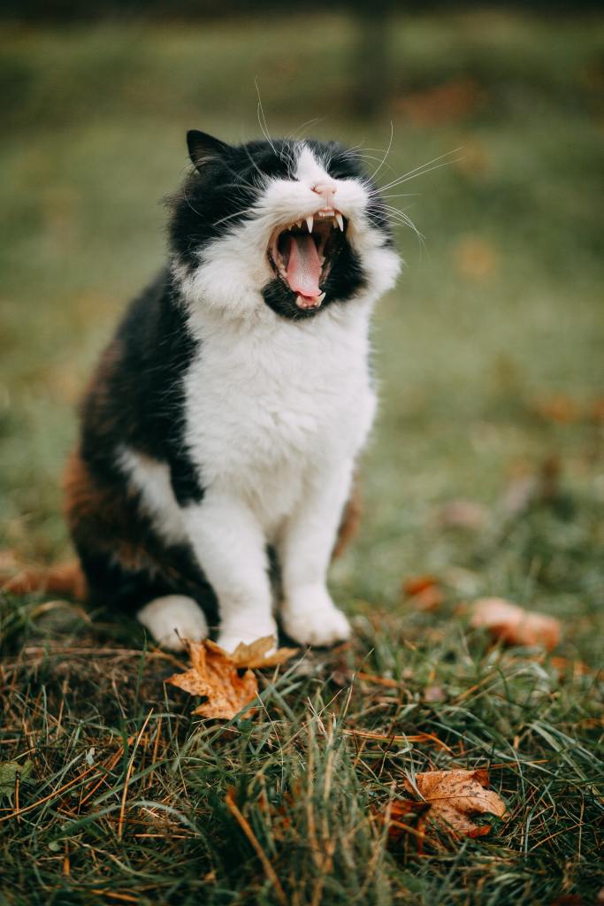 A black and white cat sits on grass, mouth wide open as they meow.