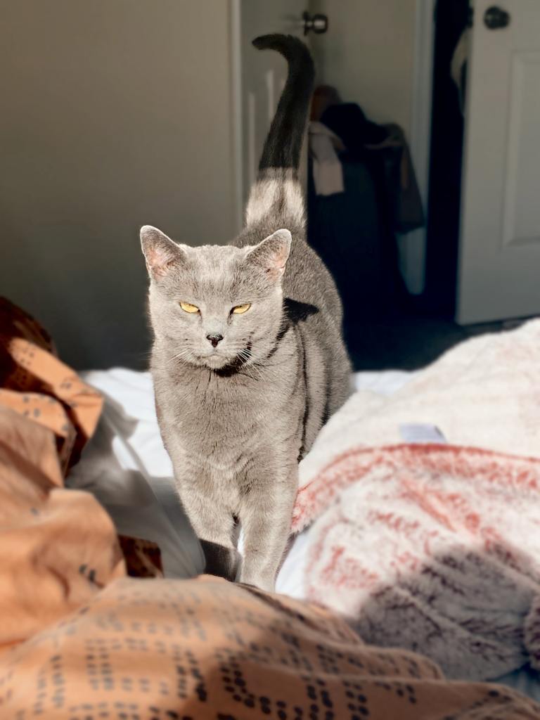 A grey, squinting cat walks on a bed toward the camera. Their tail is in the shape of a question mark.