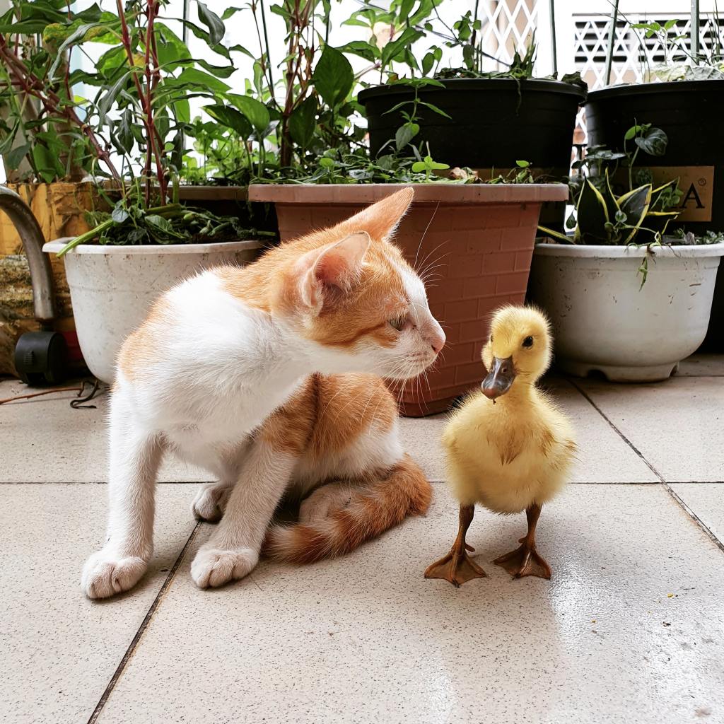 A small orange and white cat looks curiously at a small duck about their size. They are standing near some indoor plants.