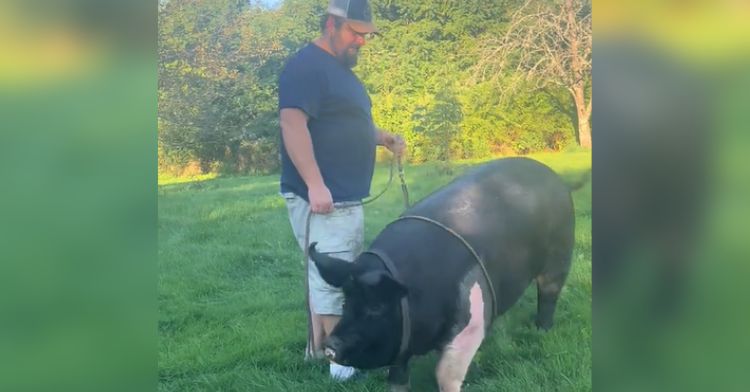 This pet pig got the zoomies during his walk.