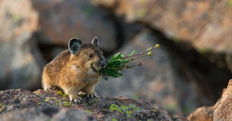 Pika, also known as a whistling hare, is seen gather flowers on a rocky ridge.