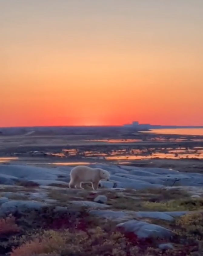 polar bear on arctic tour