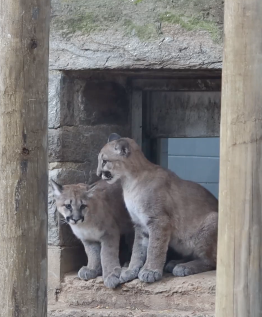 orphaned puma cubs in new home