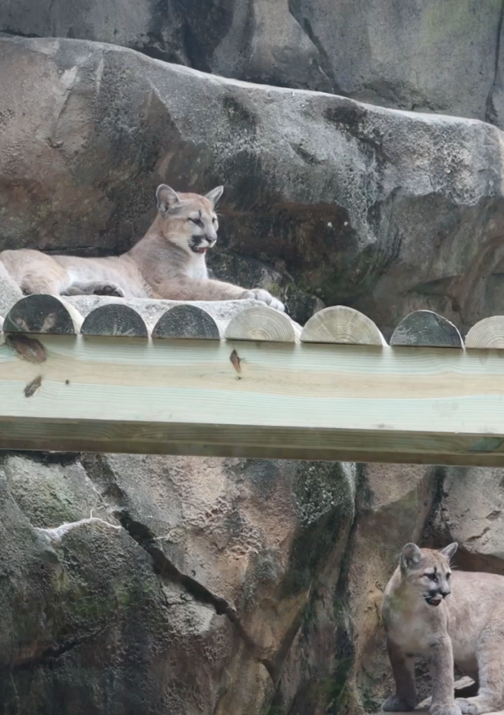 orphaned puma cubs explore