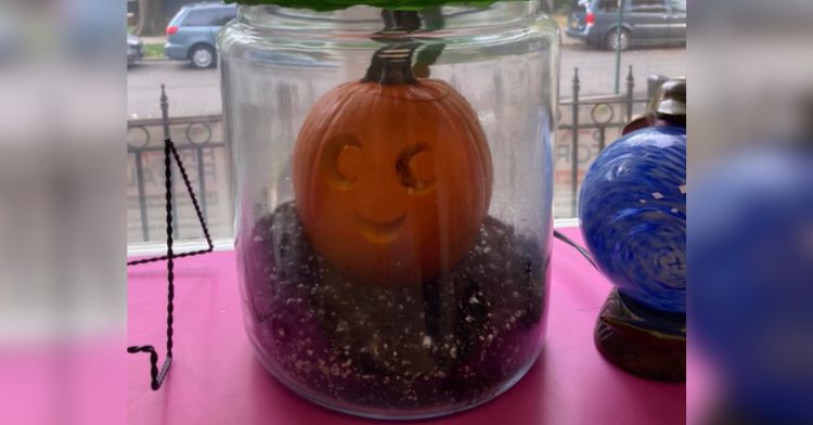 This jack-o-lantern grew into a new pumpkin plant.